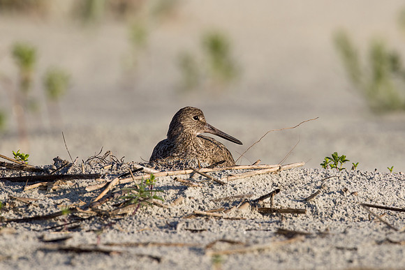 Nesting Willet