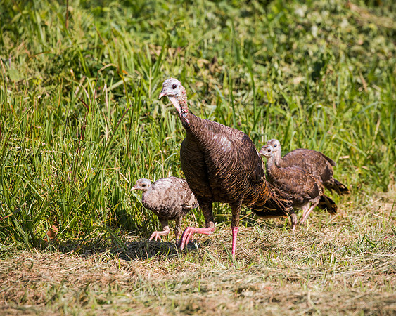 Eastern Turkey Hen & Chicks