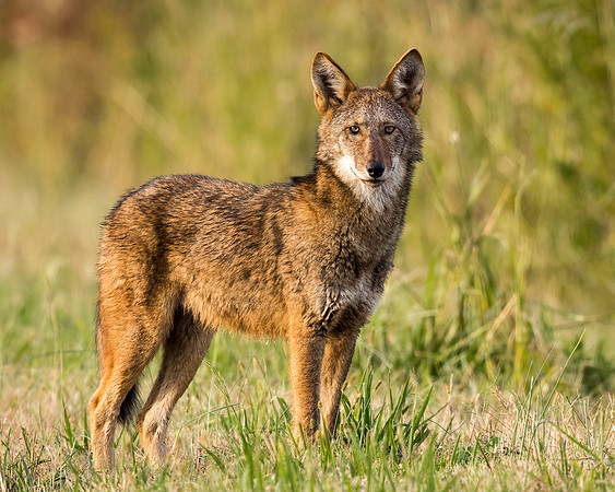 Critically Endangered Red Wolf