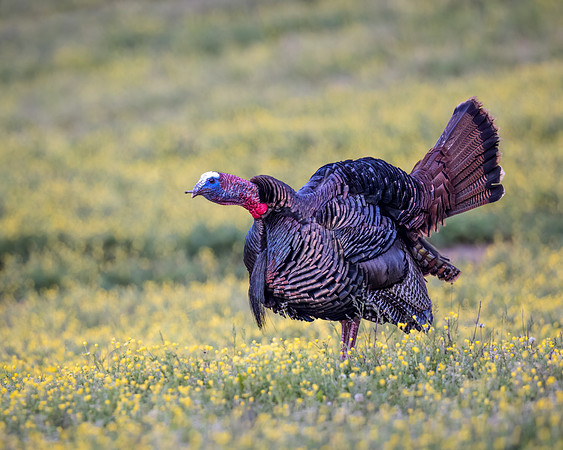 Eastern Turkey - Gobbling Tom