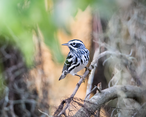 Black and White Warbler