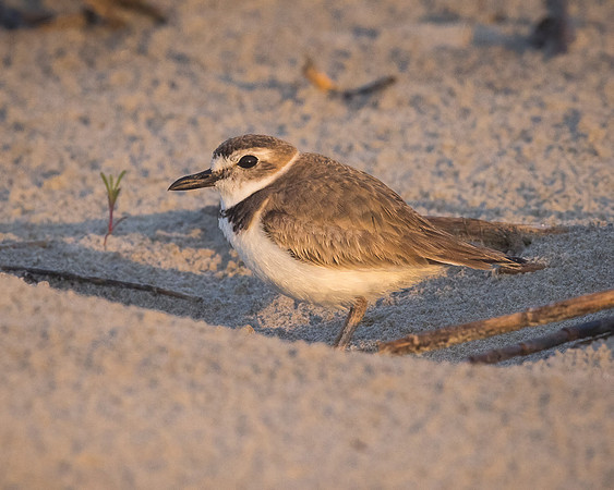 Wilson's Plover