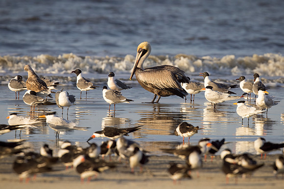 Brown Pelican Schooling the Shorebirds