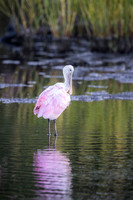 Roseate Spoonbill