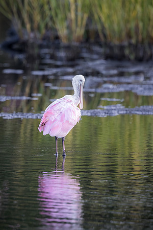 Roseate Spoonbill