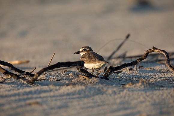 Wilson's Plover