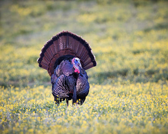 Eastern Turkey - Strutting Tom