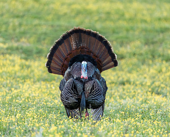 Eastern Turkey - Strutting Tom