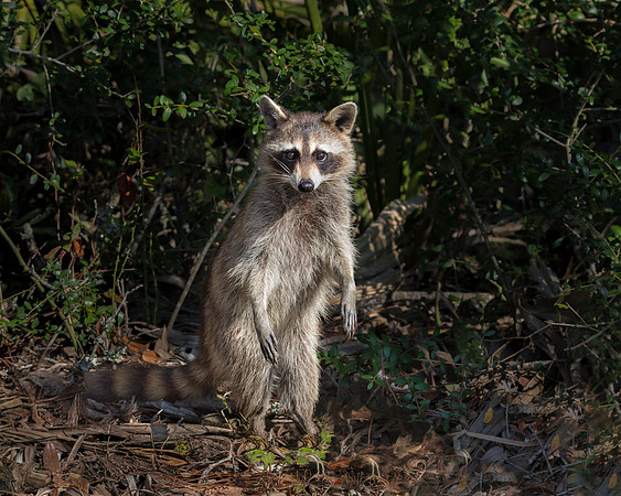 Raccoon