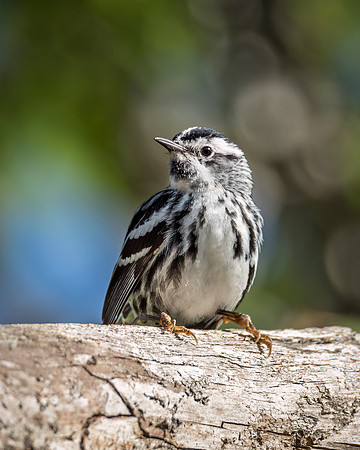 Black and White Warbler