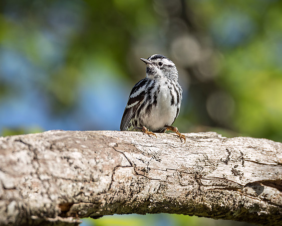 Black and White Warbler