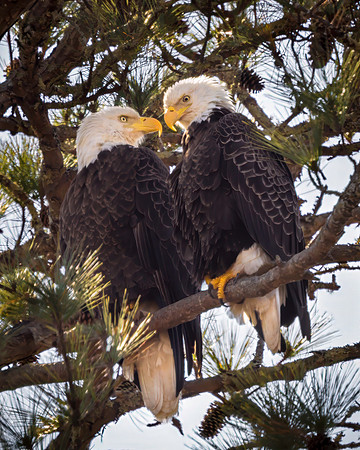 Bald Eagle Pair "Ma & Pa Hooch"