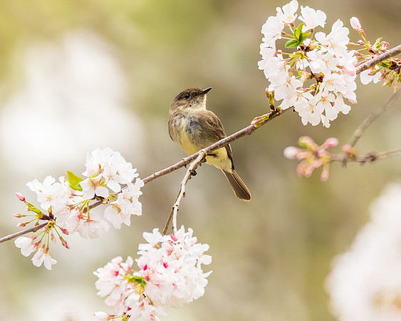 Eastern Phoebe in the Cherry Blossoms