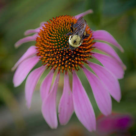 Bumble Bee on Purple Coneflower