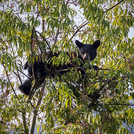 "I climb for cherries!"