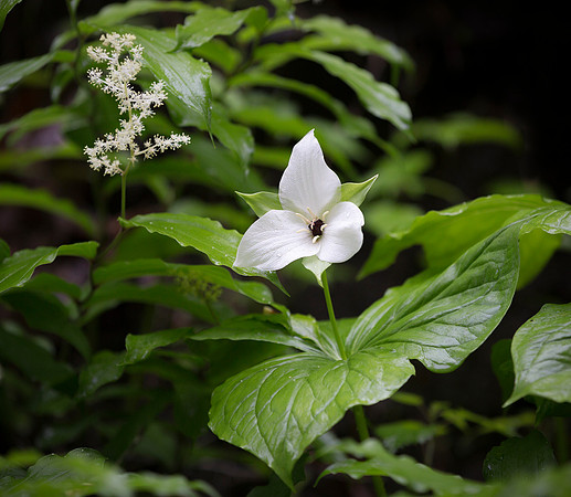 Sweet White Trillium/Jeweled Trillium  and False Solomon