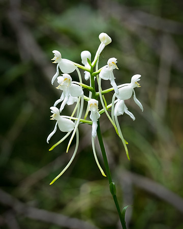 Rare, Endangered White Fringeless Orchid aka Monkeyface Orchid