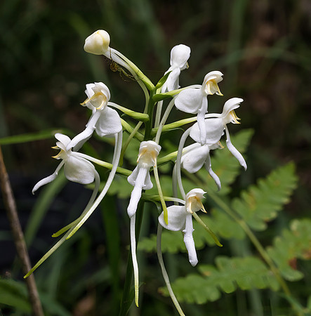 Rare, Endangered White Fringeless Orchid aka Monkeyface Orchid