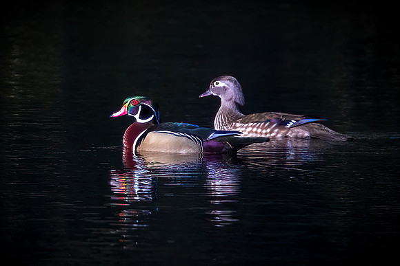 "In the Spotlight" - early morning wood duck pair. Award Winner
