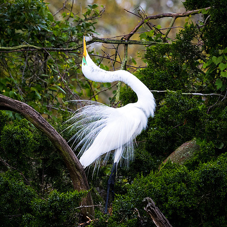 "The Display" - Great Egret attracting a mate