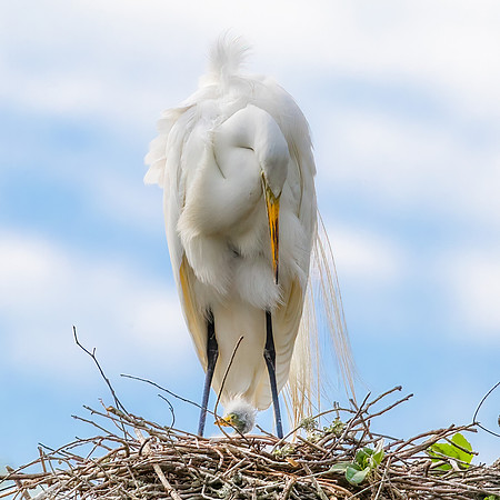 Great Egret with chick