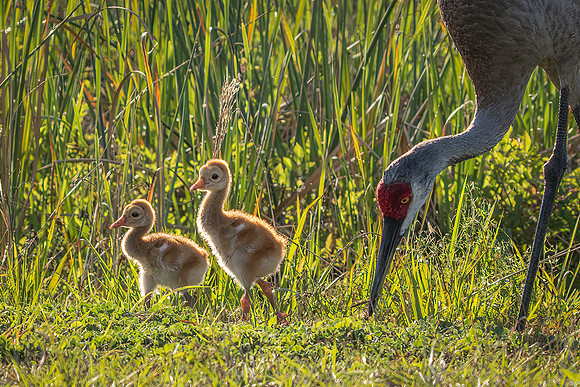 Sandhill Crane Colts