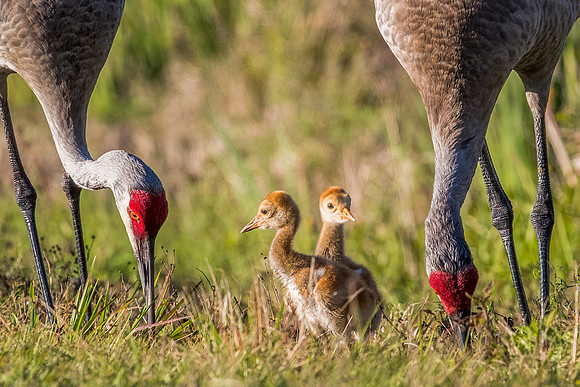 Sandhill Crane couple with pair of newborn colts