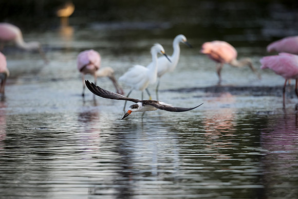 Black Skimmer Fly-by through Roseate Spoonbills and Snowy Egrets