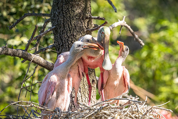 Roseate Spoonbill with three chicks