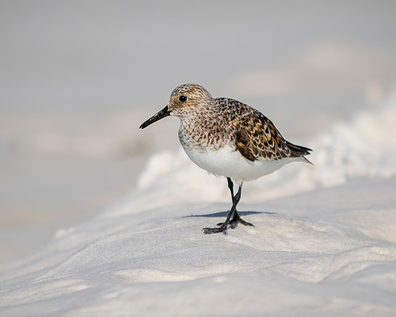 Sanderling