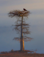 Osprey and Juvenile Cormorant at Sunrise