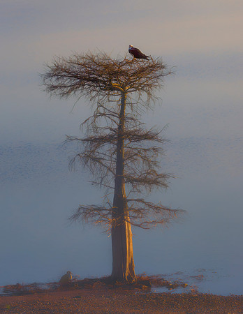 Osprey and Juvenile Cormorant at Sunrise