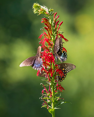 Black Swallowtails on Cardinal Flower