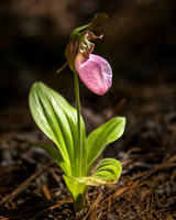 Pink Lady Slipper