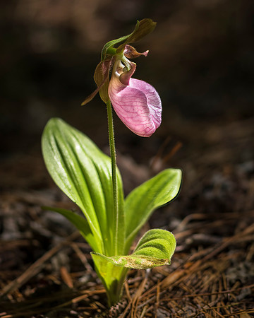 Pink Lady Slipper