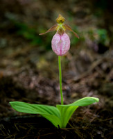 Pink Lady Slipper