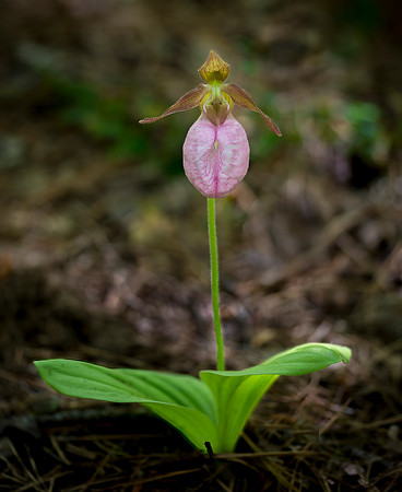 Pink Lady Slipper