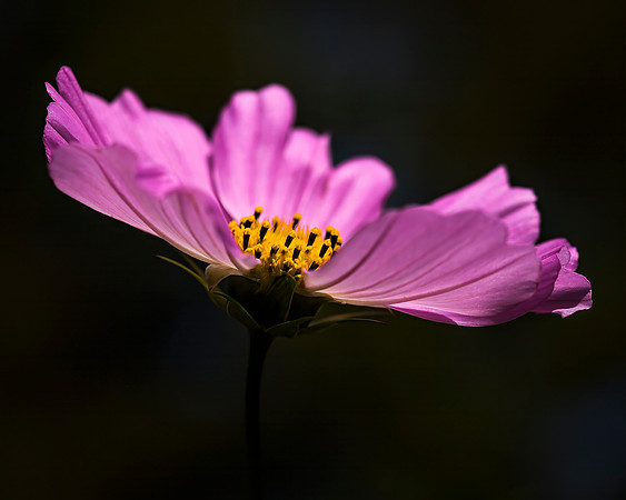 Cosmos