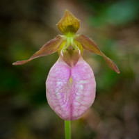 Pink Lady Slipper