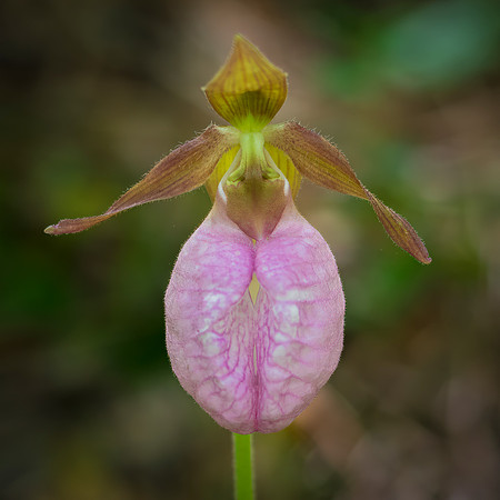 Pink Lady Slipper