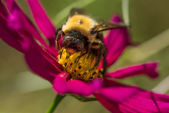 Cosmos Pollinator