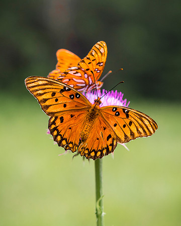 Gulf Fritillaries on Thistle
