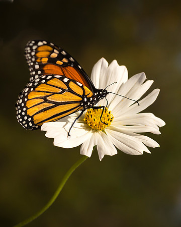Monarch on Cosmos