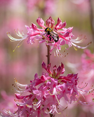 Bee on Native Azalea