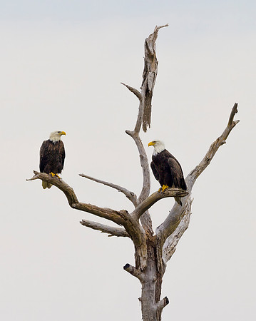 Bald Eagle Pair