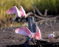Pink Spoonbills