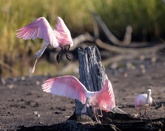 Pink Spoonbills