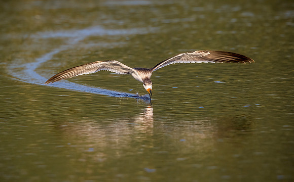 Black Skimmer
