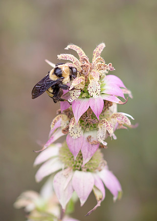 Spotted Bee Balm