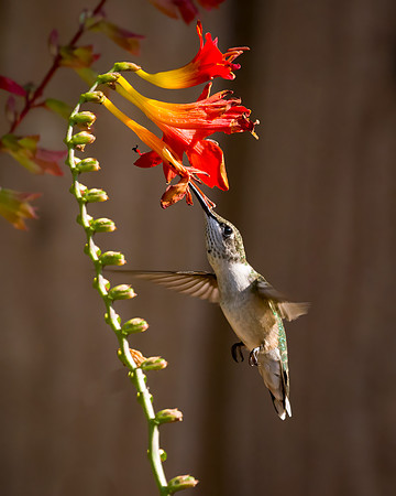 Ruby-Throated Juvenile Male Hummingbird on Skyscraper Orange Salvia